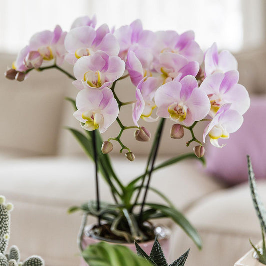 Roze phalaenopsis orchidee Portugal potmaat Ø9cm
