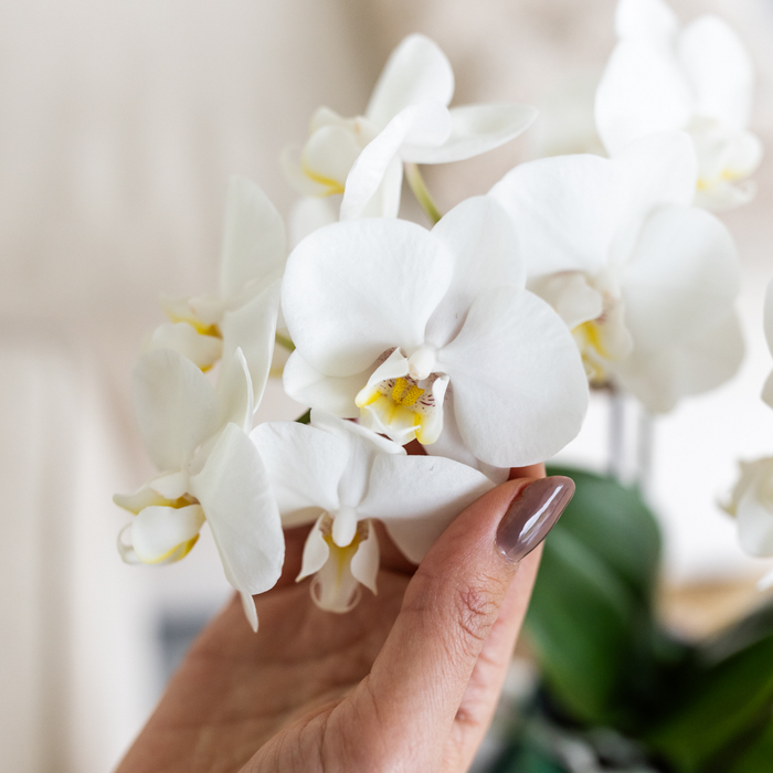 Witte orchidee Dutch Groen sierpot Wit Ø9cm