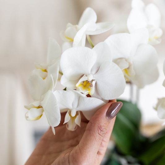 Witte orchidee Dutch Groen sierpot Wit Ø9cm