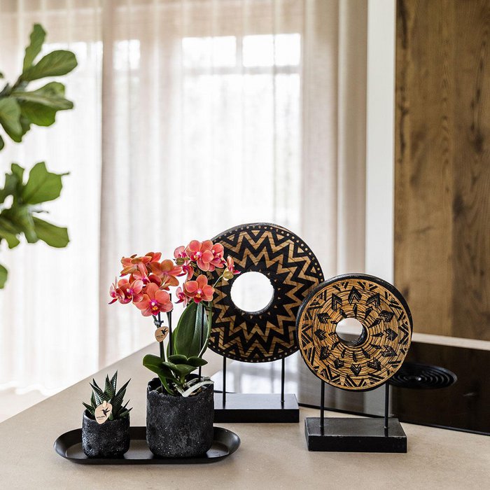 Plantenset Cozy Corner Small Oranje Phalaenopsis Orchidee Bolzano en Succulent incl. keramieken sierpotten op zwart dienblad