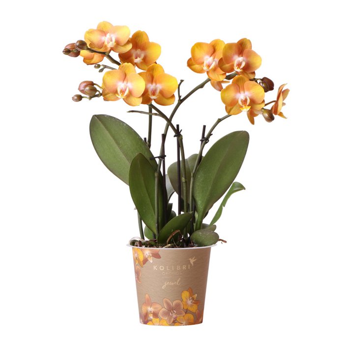 Oranje gouden Phalaenopsis orchidee Ø12cm