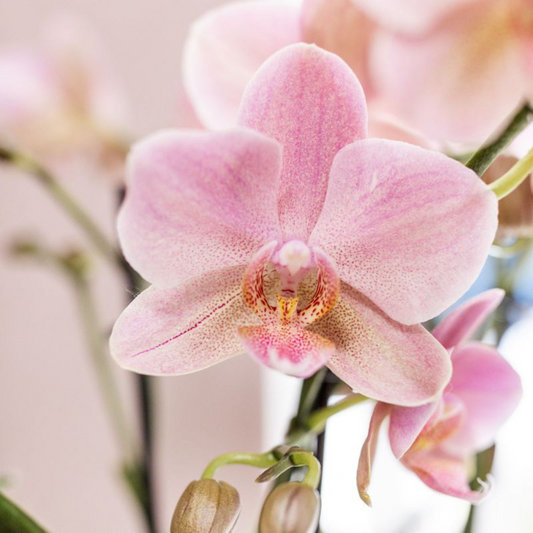 Bundel van 4 Phalaenopsis orchideeën potmaat Ø12cm