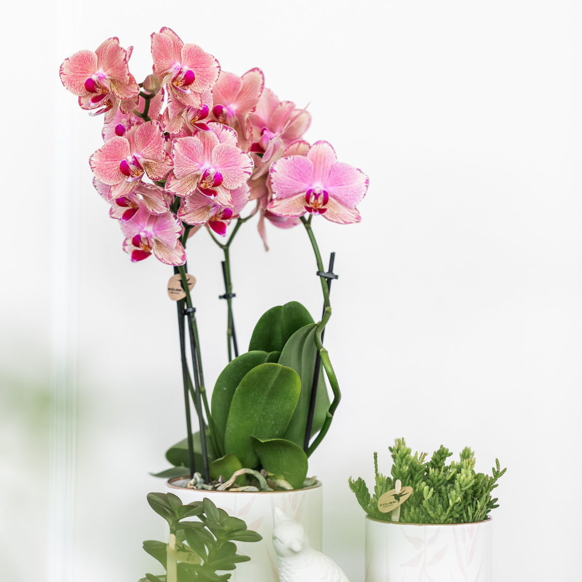 Bundel van 4 Phalaenopsis orchideeën Pirate Picotee potmaat Ø12cm