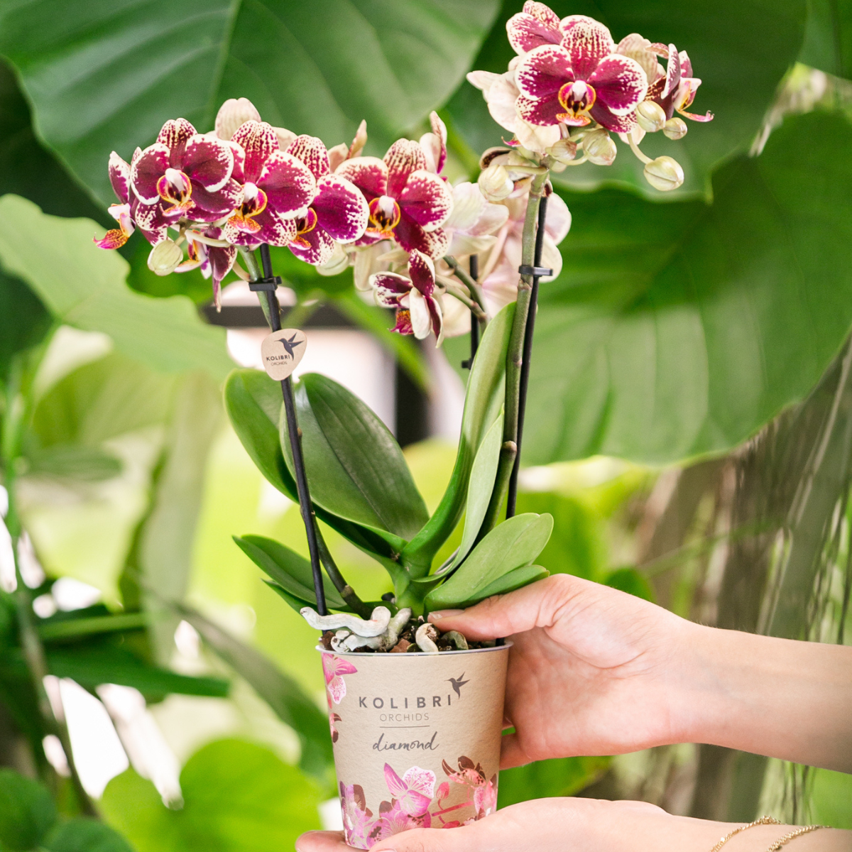 Bundel van 2 geel rode phalaenopsis orchideeën  potmaat Ø9cm