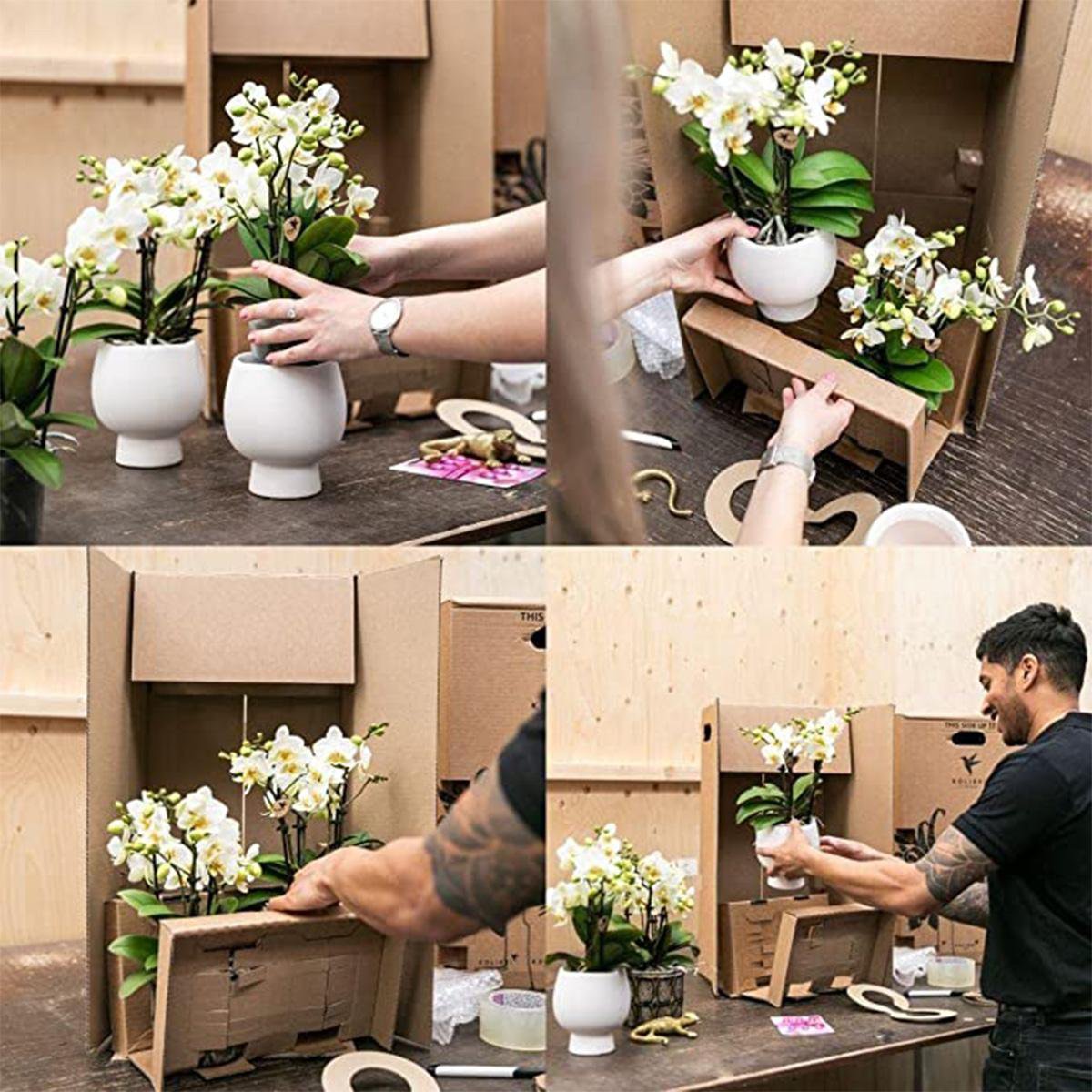 Oranje Phalaenopsis orchidee Mandarin  Ø9cm | bloeiende kamerplant - vers van de kweker