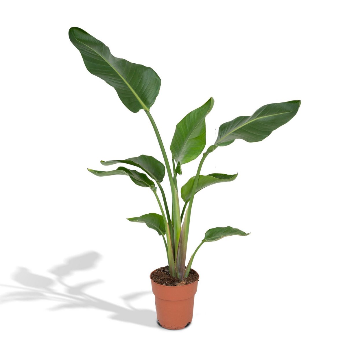Strelitzia Nicolai Kamerplant  Ø19cm - H80cm