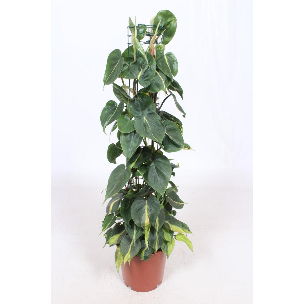 Philodendron Scandens Brasil Ø24cm - ↕120cm