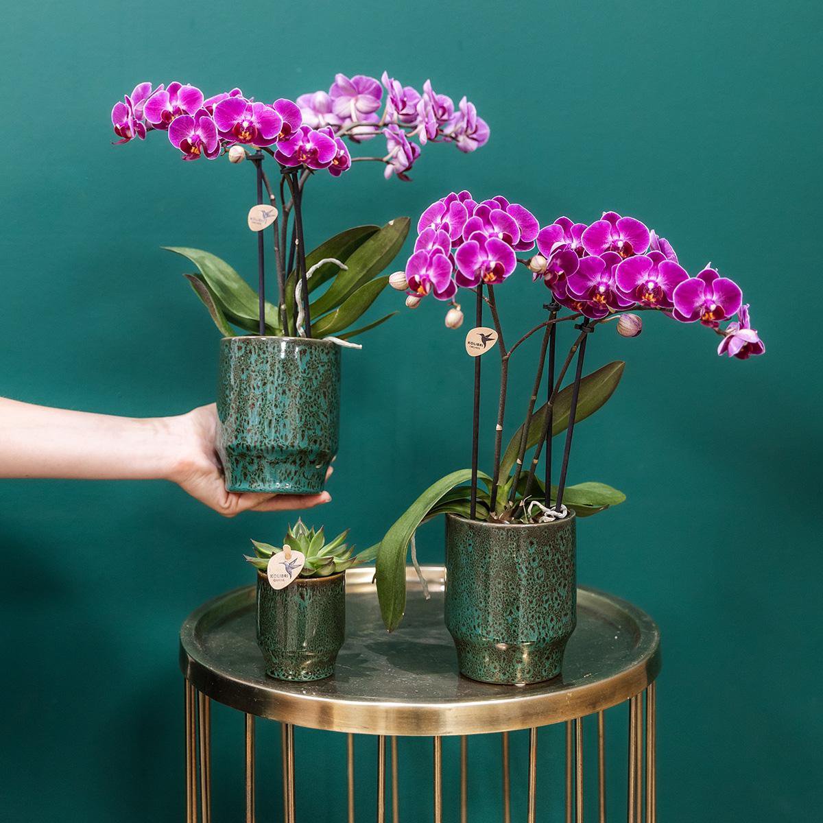 Paarse phalaenopsis orchidee Classy Green potmaat Ø9cm