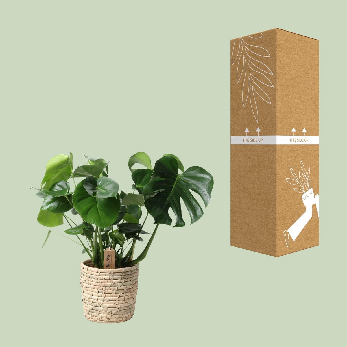 Monstera in rotan Look Siermand Ø21cm - ↕60 cm