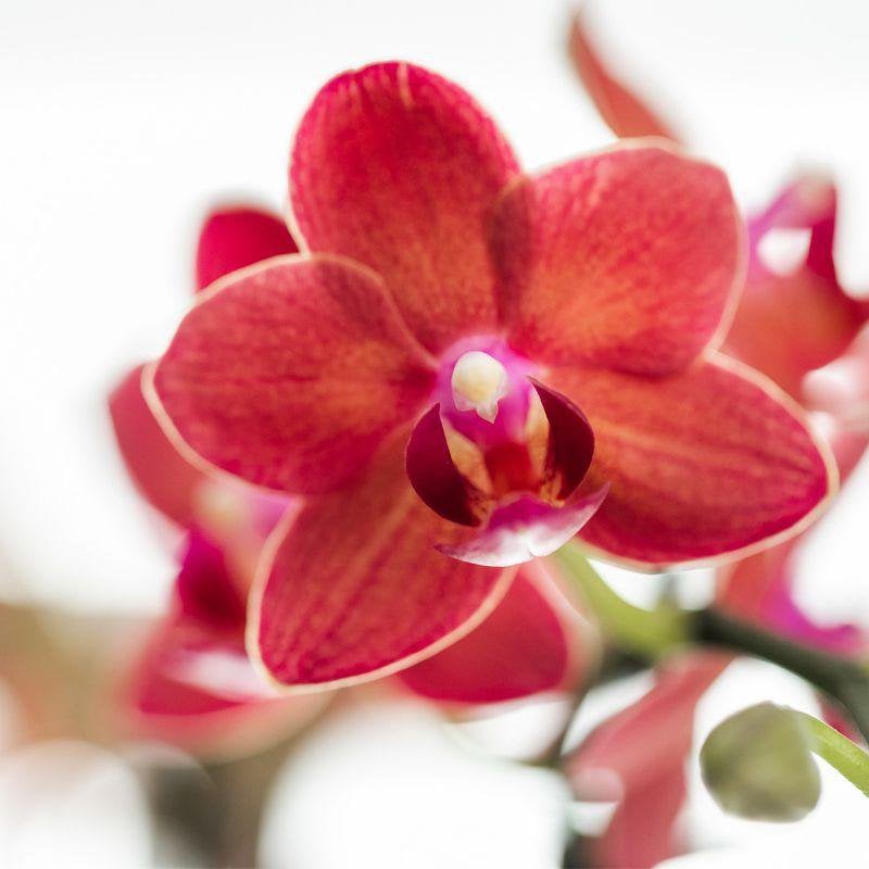 Rode Phalaenopsis orchidee pot travertine  Ø9cm