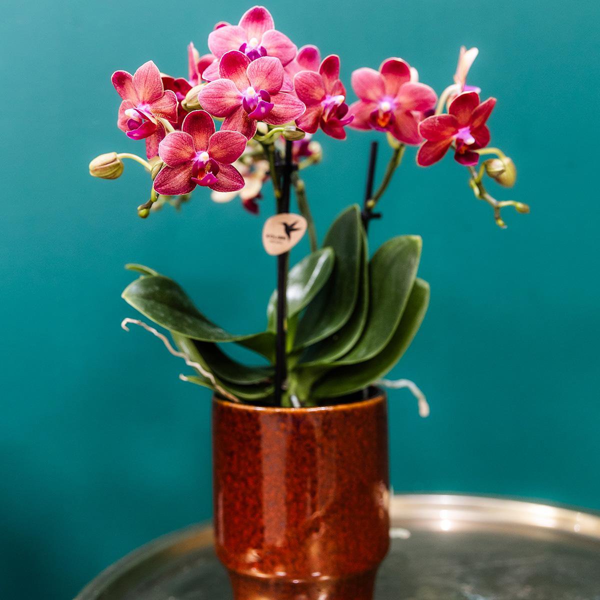 Rode Phalaenopsis orchidee Trendy Cherry Red Potmaat Ø9cm