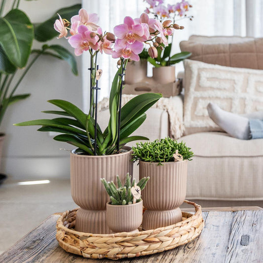 Gele Phalaenopsis orchidee Elegance pot sand potmaat Ø9cm