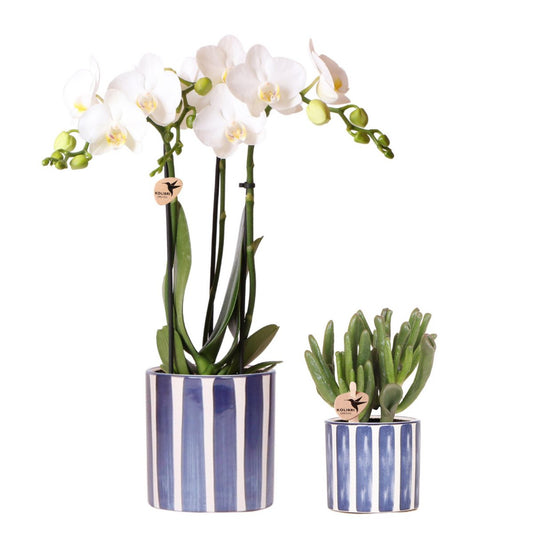 Set van witte orchidee Andorra en succulent in Blue Painting sierpot op cloud plate potmaat Ø9cm & Ø6cm