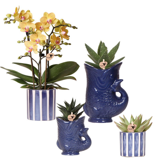 Planten Set van 4 met Blauwe Sierpot  Orchidee & Succulent Mix Ø9cm en Ø6cm
