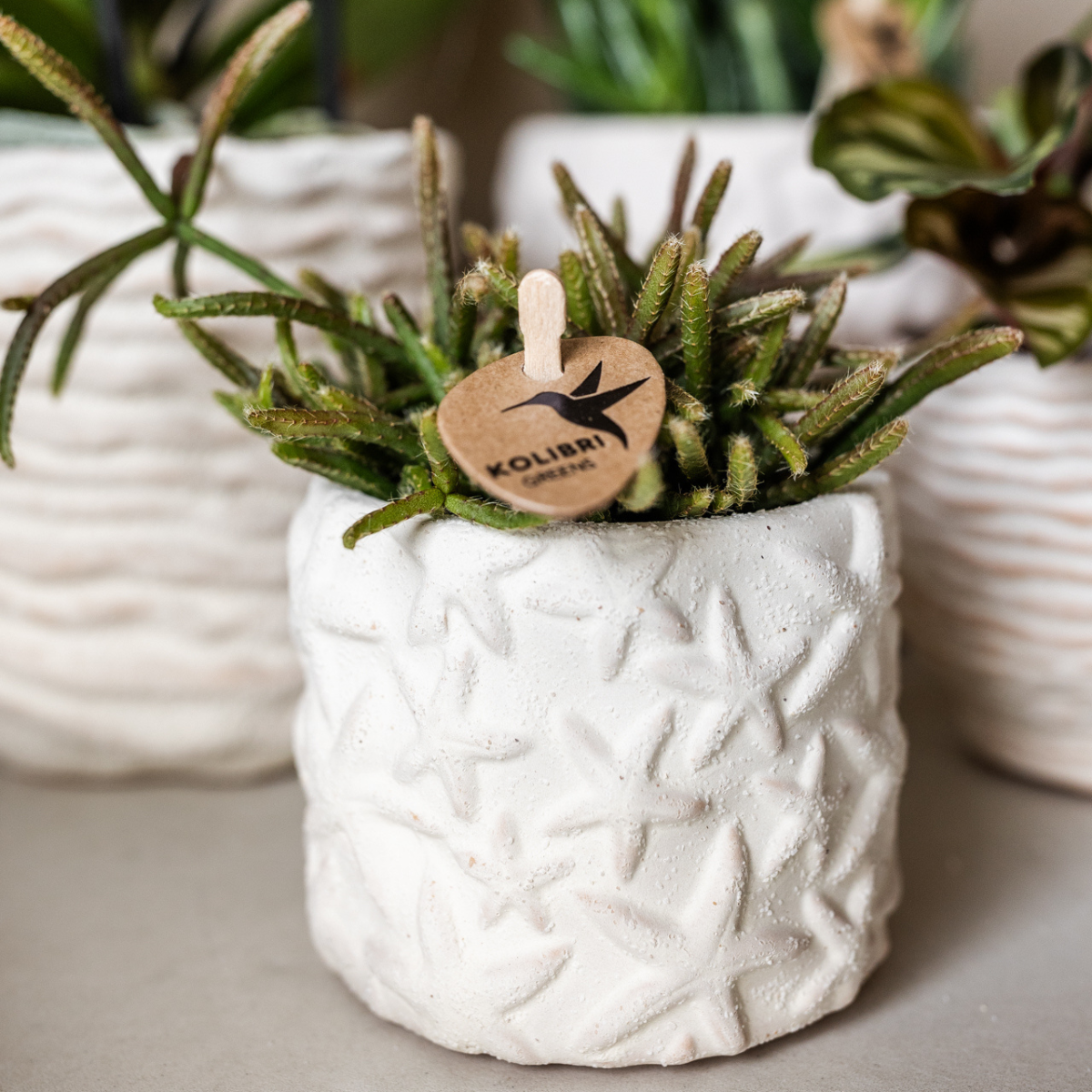 Plantenset Zeesterren small Witte Phalaenopsis Orchidee Lausanne en Succulent incl. keramieken sierpotten op wit organisch dienblad