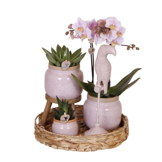 Gift set Love in Bloom Plantenset met roze Phalaenopsis Orchidee en Succulenten incl. keramieken sierpotten
