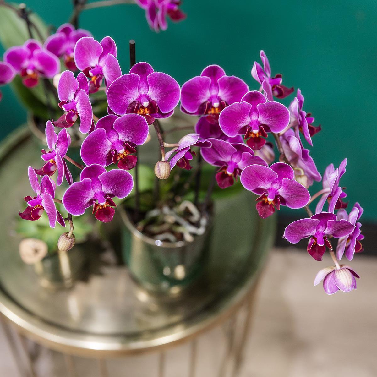 Paarse phalaenopsis orchidee Classy Green potmaat Ø9cm