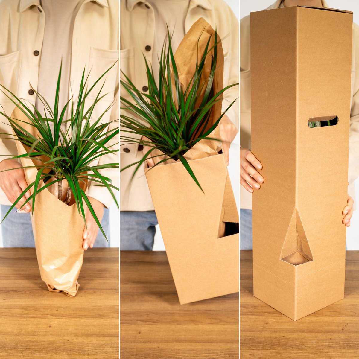 Strelitzia Nicolai Kamerplant  Ø19cm - H80cm