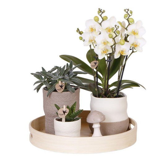 Zen Garden Gift Set Witte Phalaenopsis Orchidee en Succulenten incl. keramieken sierpotten