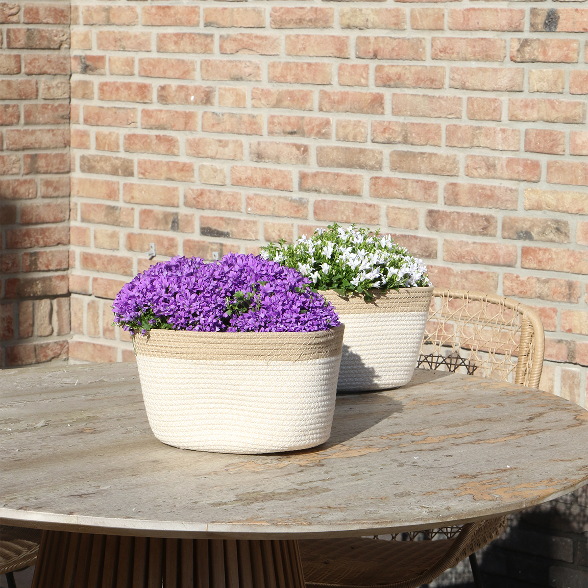 Campanula Addenda Ambella Paars in mand met watergeefsysteem 3 stuks 12cm