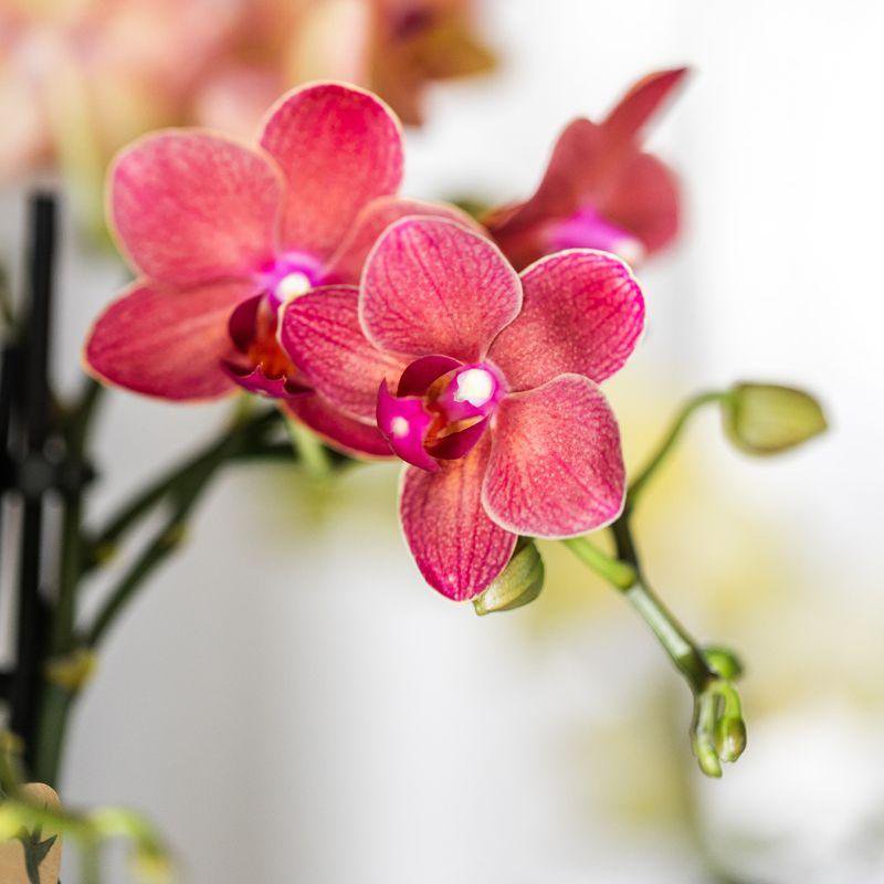 Plantenset Rode Phalaenopsis Orchidee en Succulenten incl. keramieken Berry sierpotten