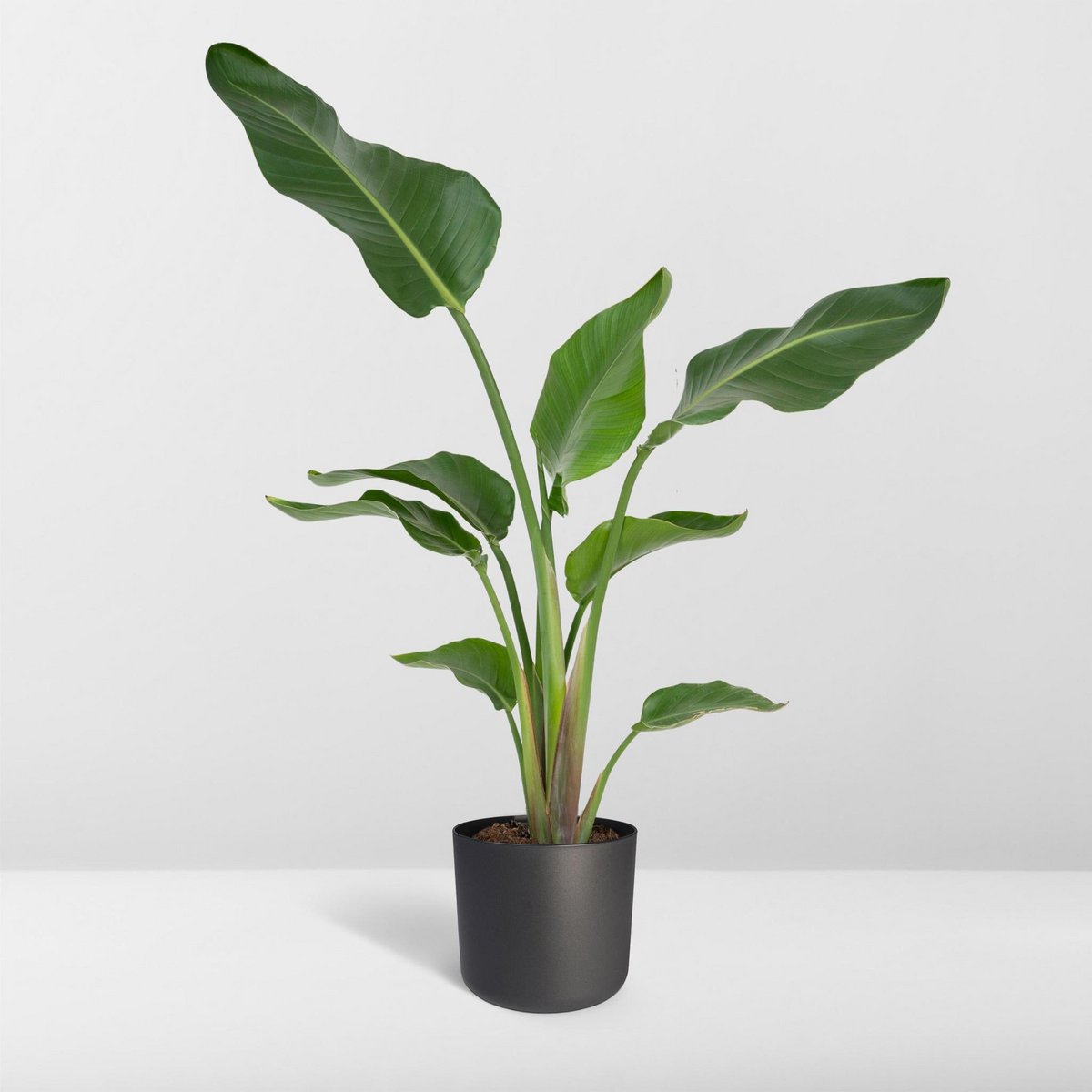 Strelitzia Nicolai Kamerplant  Ø19cm - H80cm
