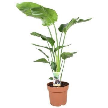 Strelitzia Nicolai Kamerplant Ø21cm - H90cm
