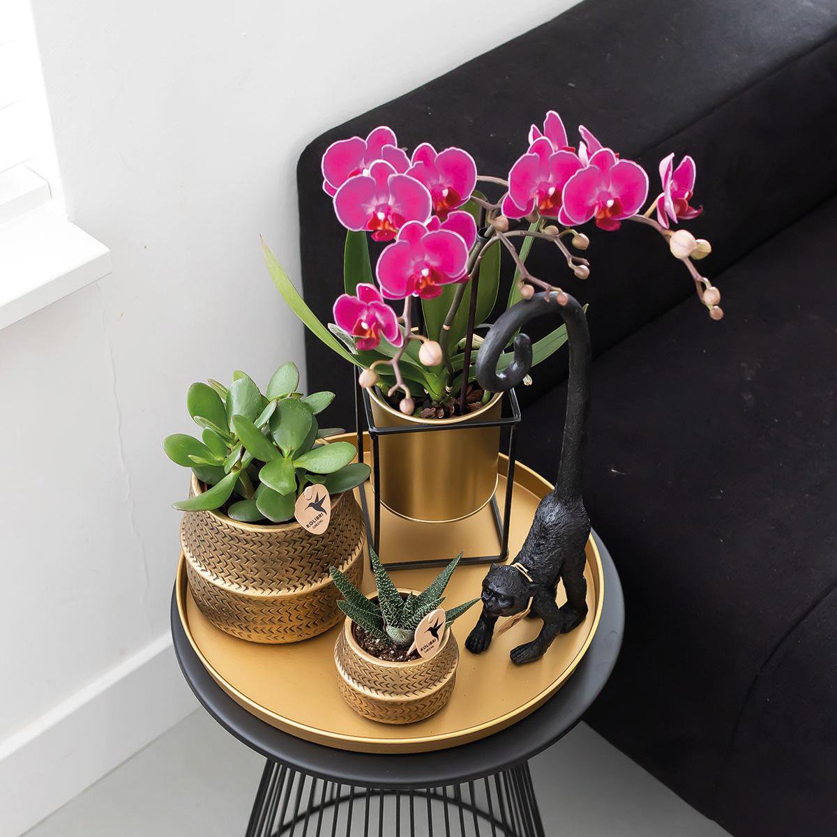 Bundel van 2 paarse phalaenopsis orchideeën potmaat Ø9cm