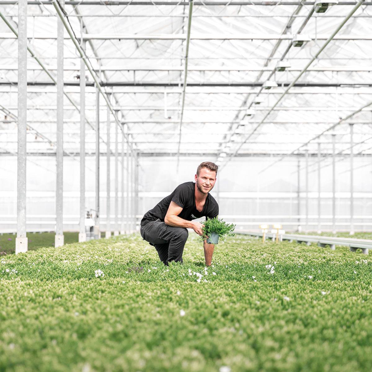Campanula Addenda Ambella Paars in mand met watergeefsysteem 3 stuks 12cm