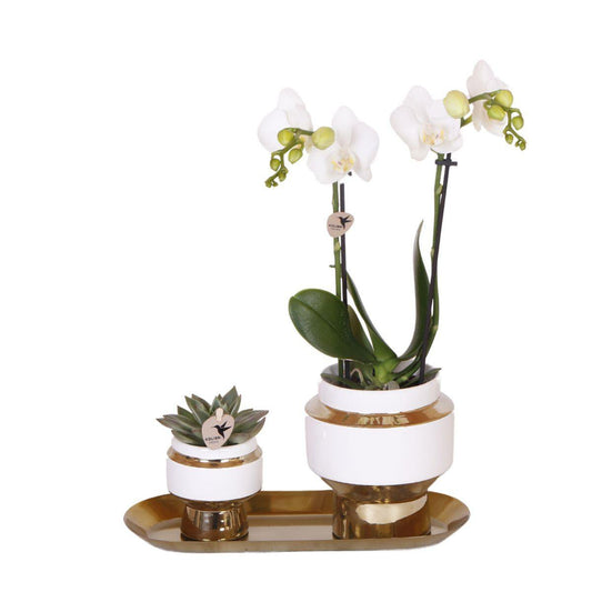 Luxe Set van witte orchidee en Succulent op Gouden dienblad