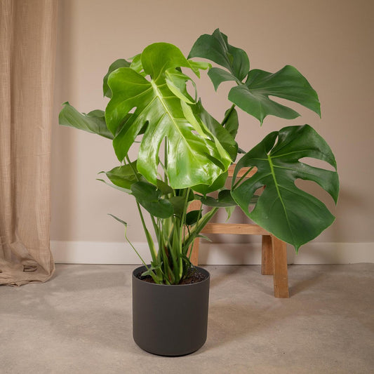Monstera Deliciosa Gatenplant Ø21cm - ↕65cm