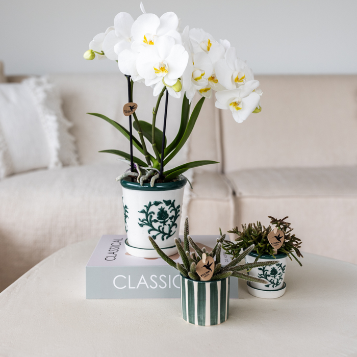 Witte orchidee Dutch Groen sierpot Wit Ø9cm