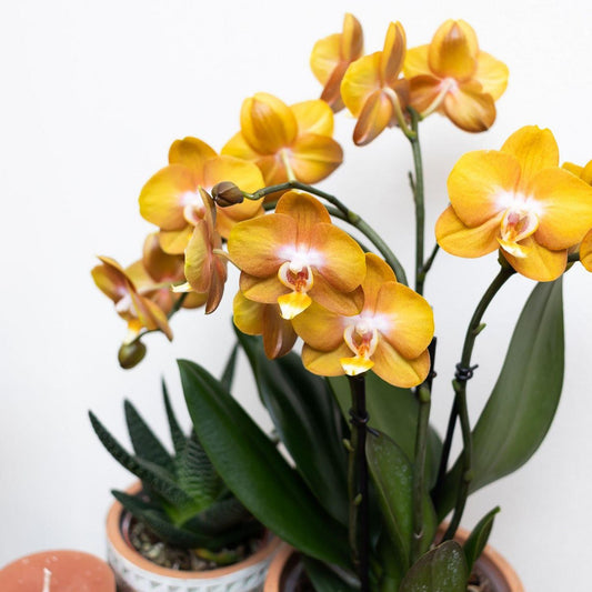 Oranje gouden Phalaenopsis orchidee Ø12cm