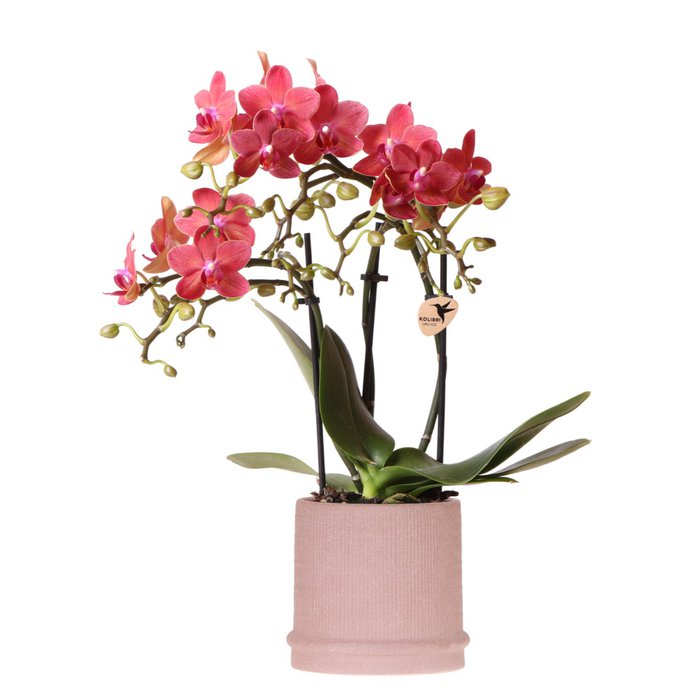Rode orchidee Passion Sierpot Ø9cm