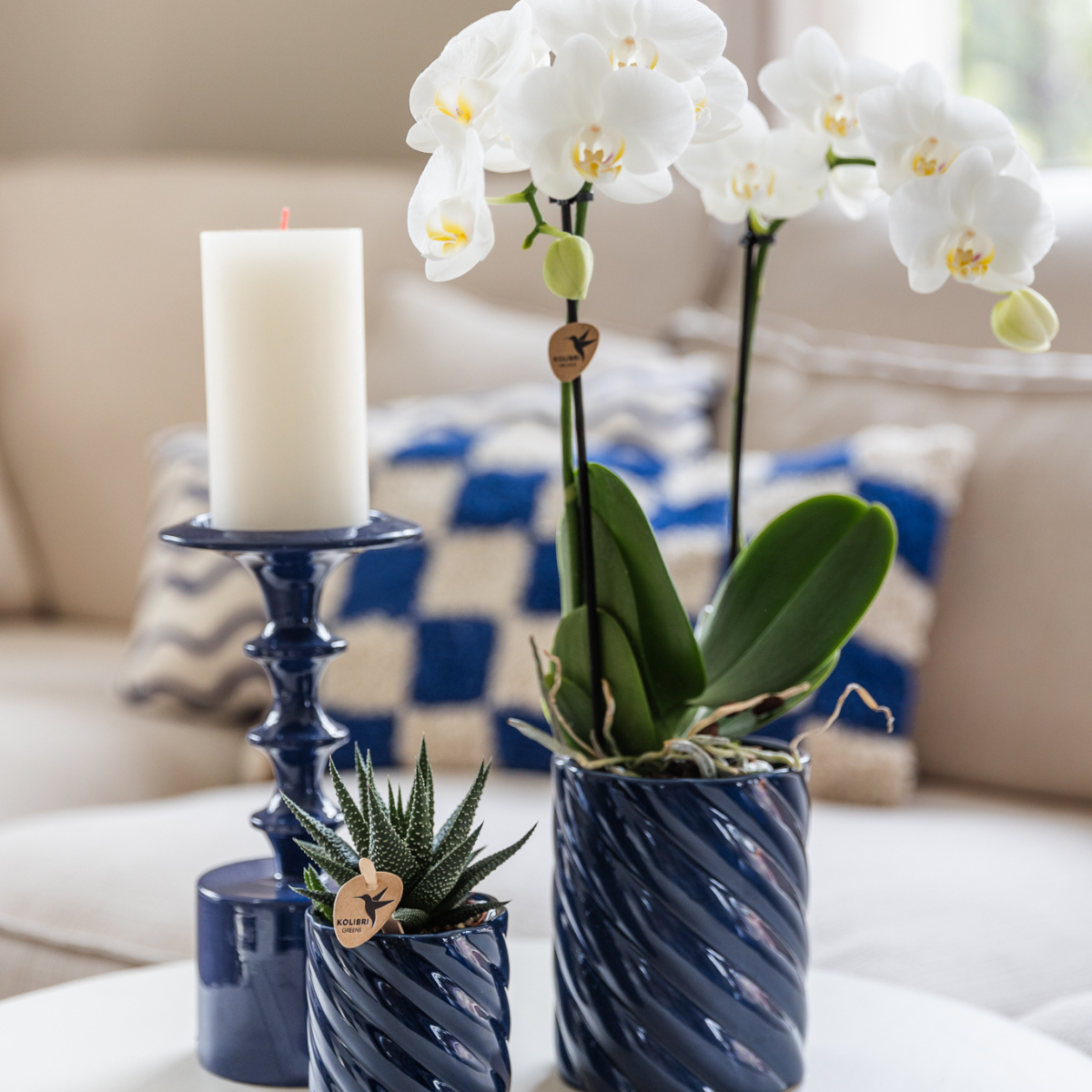 Gift Set van witte orchidee Amabilis en succulent in Snoep sierpotten blauw