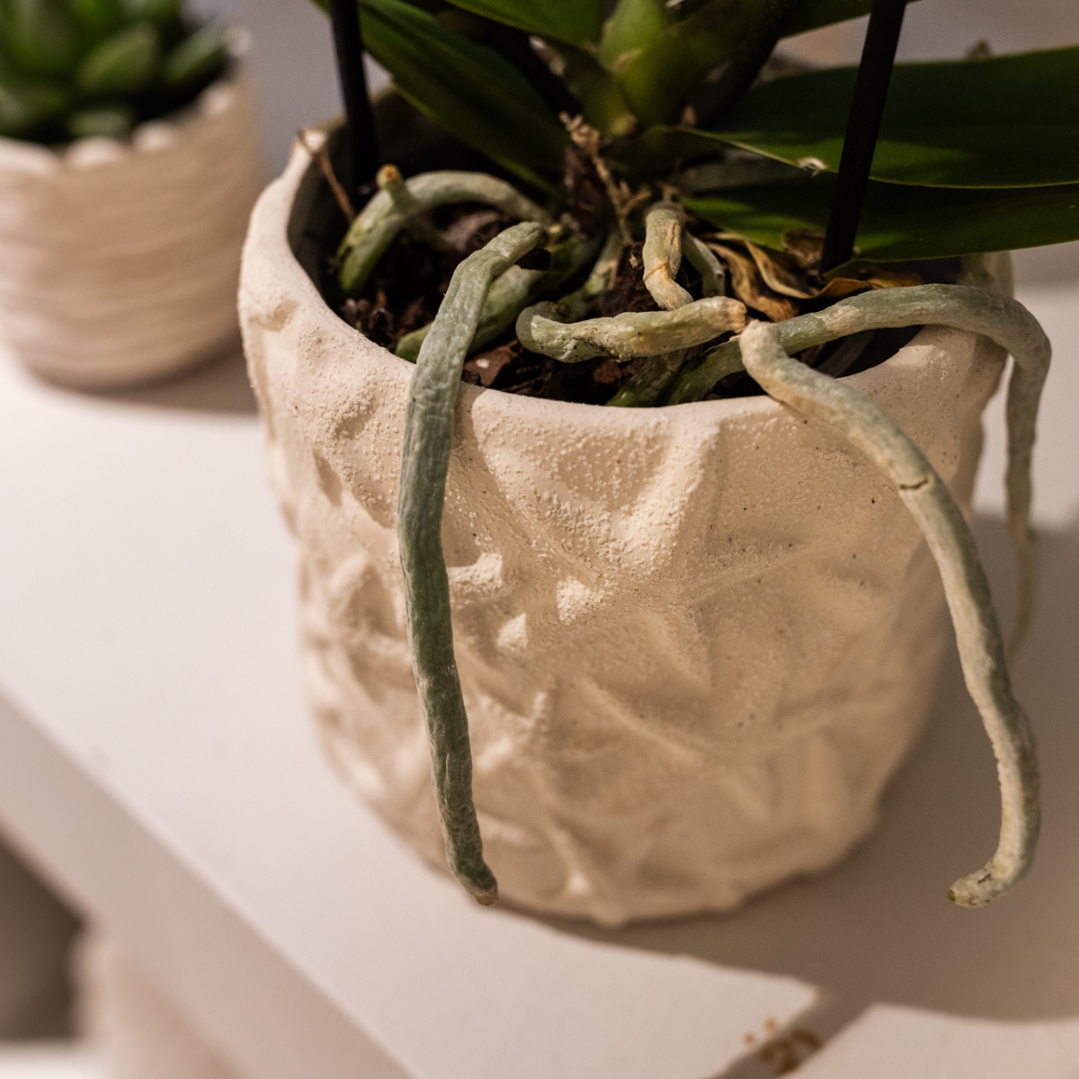 Plantenset Zeesterren small Witte Phalaenopsis Orchidee Lausanne en Succulent incl. keramieken sierpotten op wit organisch dienblad