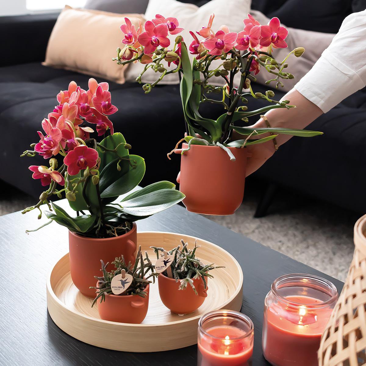Bundel van 2 rode Phalaenopsis orchideeën potmaat Ø9cm