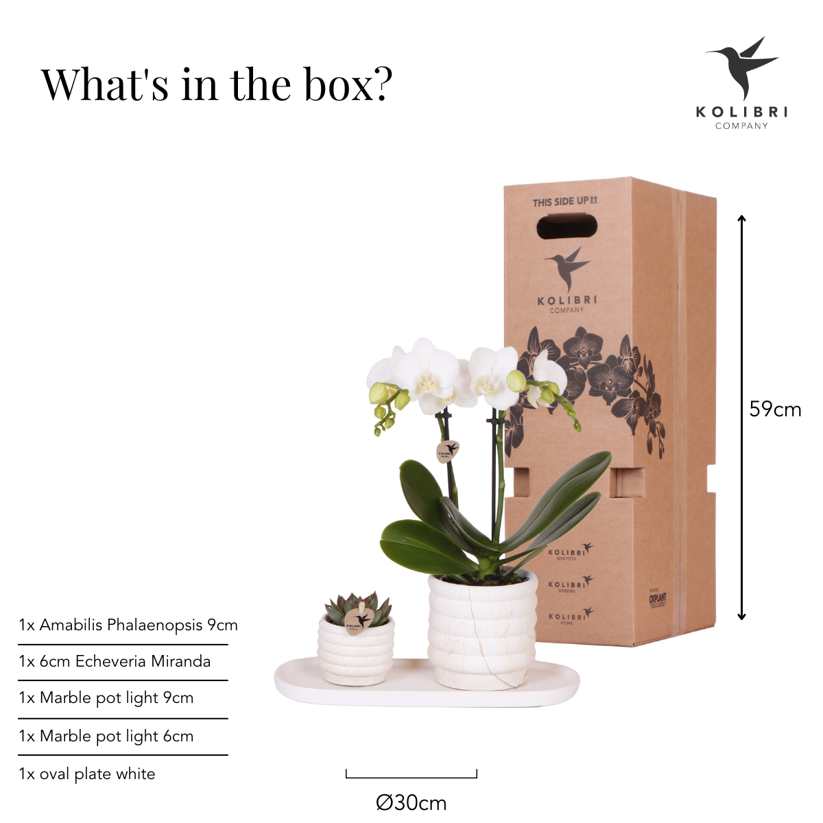 Plantenset Marble Set Witte Phalaenopsis Orchidee Lausanne en Succulent incl. keramieken sierpotten op wit organisch dienblad