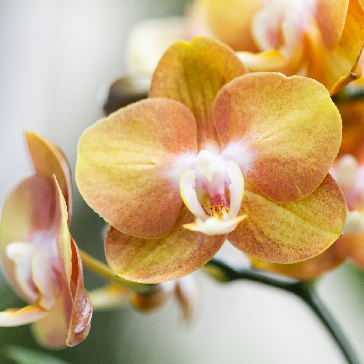Bundel van 2 Phalaenopsis orchideeën  potmaat Ø12cm