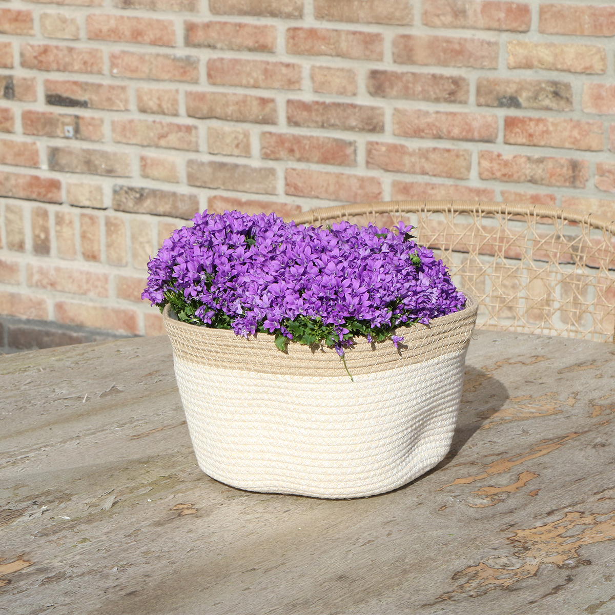 Campanula Addenda Ambella Paars in mand met watergeefsysteem 3 stuks 12cm