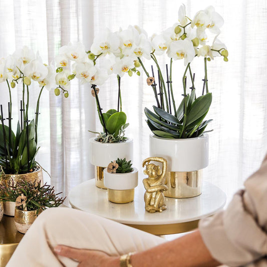 Witte Phalaenopsis orchidee GOLD pot White potmaat Ø9cm 35cm hoog