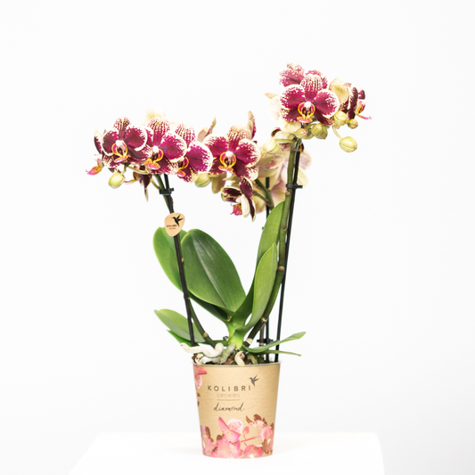 Bundel van 4 geel rode phalaenopsis orchideeën potmaat Ø9cm