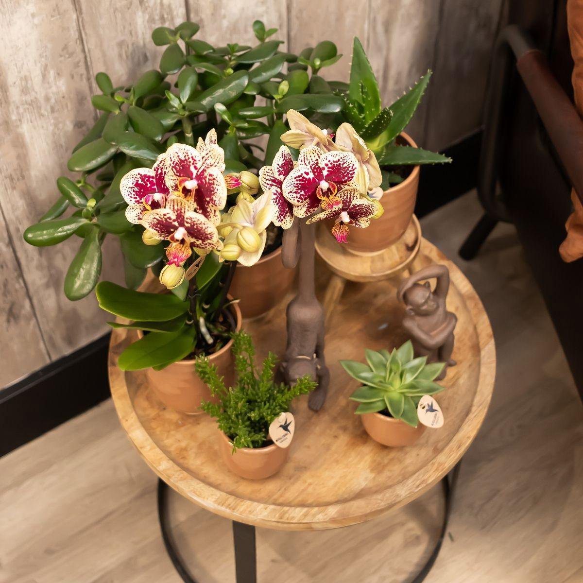 Bundel van 2 geel rode phalaenopsis orchideeën  potmaat Ø9cm