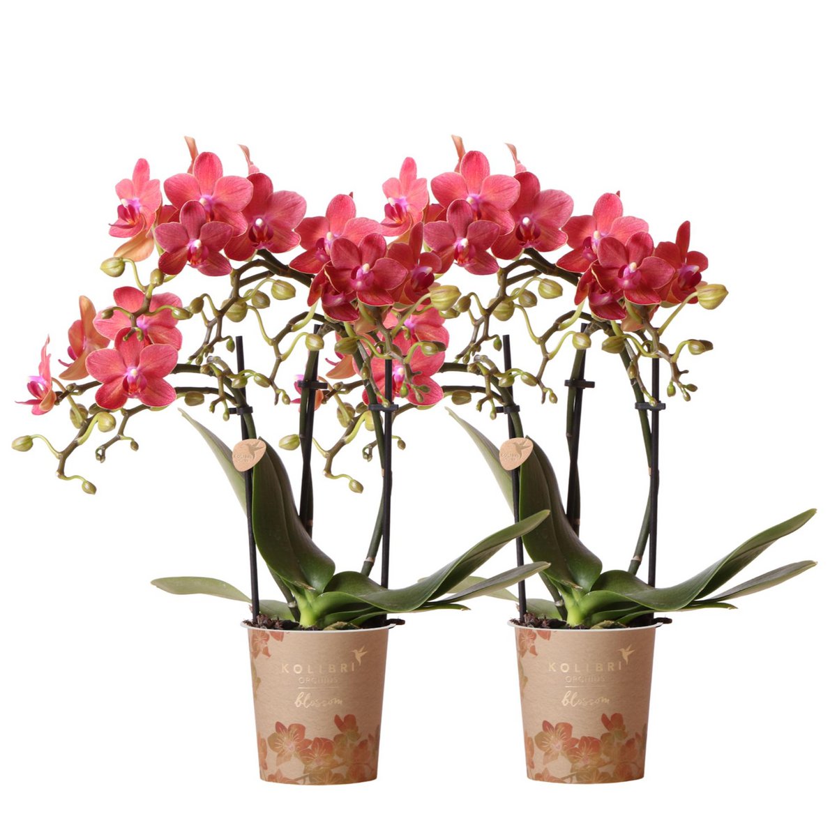 Bundel van 2 rode Phalaenopsis orchideeën potmaat Ø9cm