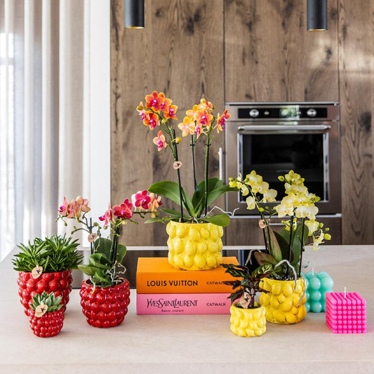 Gele Phalaenopsis orchidee Citroen sierpot Yellow potmaat Ø9cm