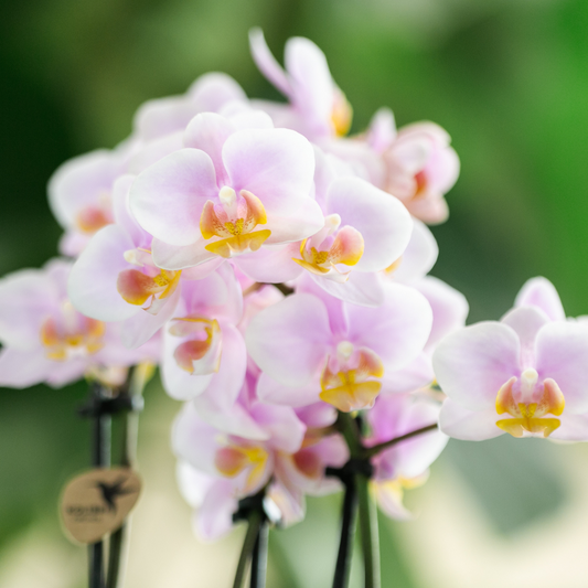 Bundel van 4 Roze phalaenopsis orchideeën  potmaat Ø9cm