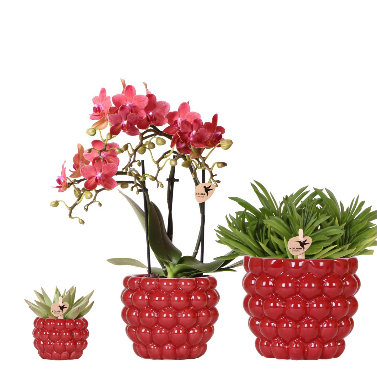 Plantenset Rode Phalaenopsis Orchidee en Succulenten incl. keramieken Berry sierpotten