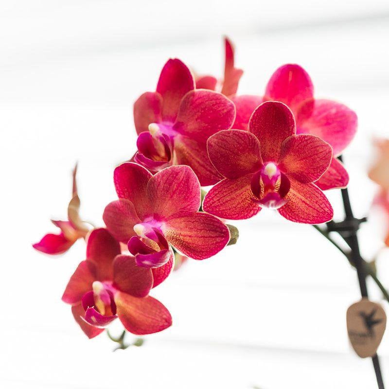Rode Phalaenopsis orchidee pot travertine  Ø9cm