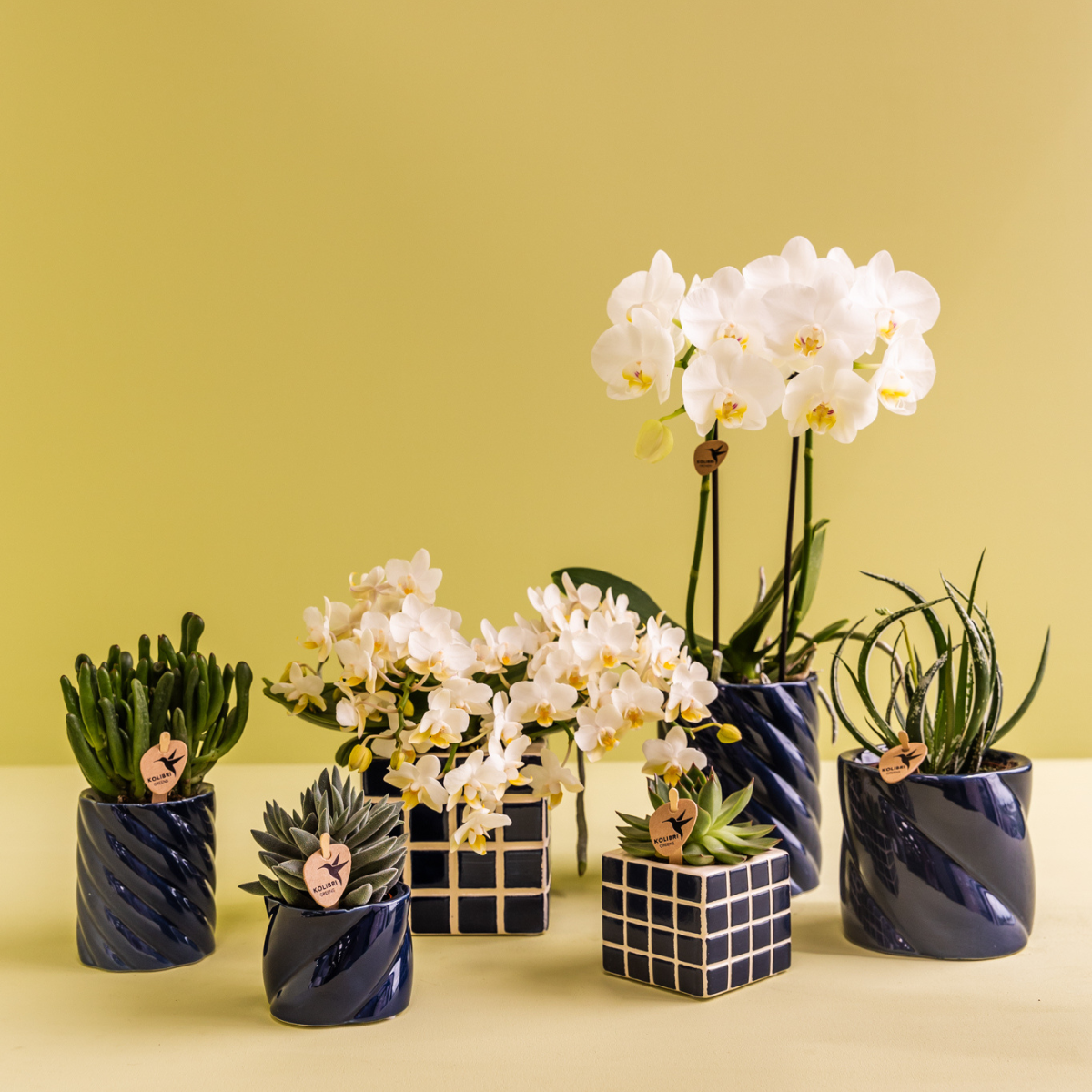 Gift Set van witte orchidee Amabilis en succulent in Snoep sierpotten blauw