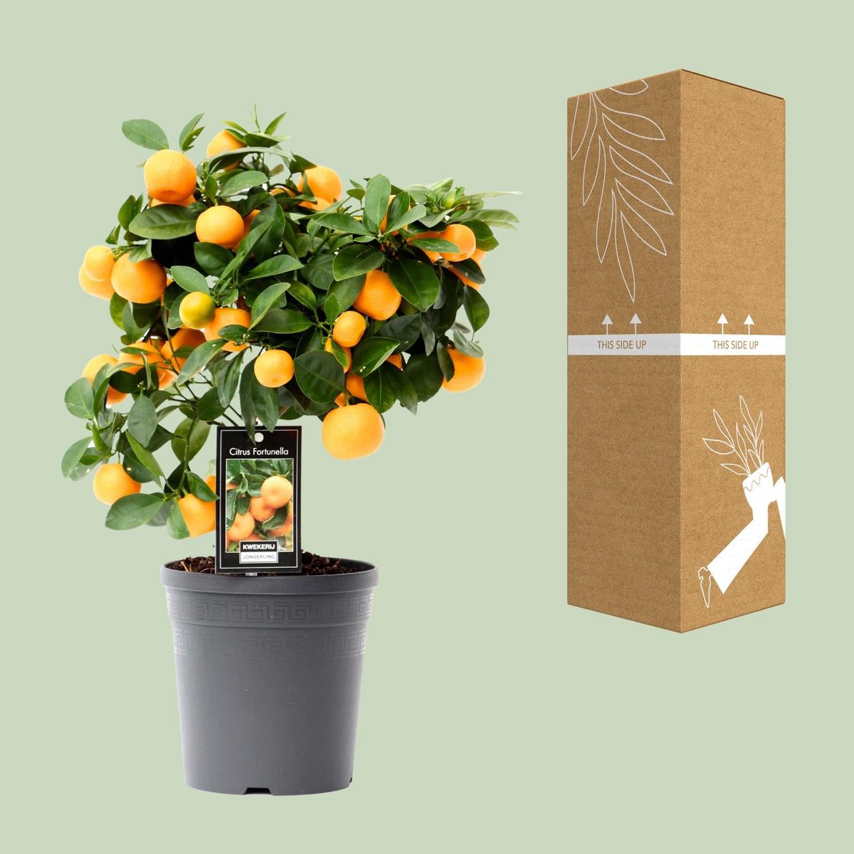 Citrus Calamondin - Ø15cm - ↕40cm Geurende Kamerplant met Vruchtenpotentieel Luchtzuiverend
